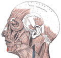 Mentalis