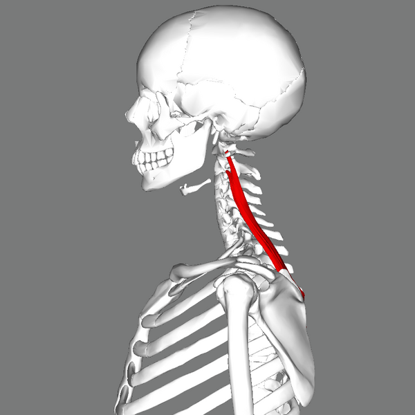File:Splenius cervicis muscle lateral.png