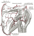 Anterior humeral circumflex artery