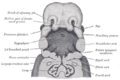Intermaxillary_segment