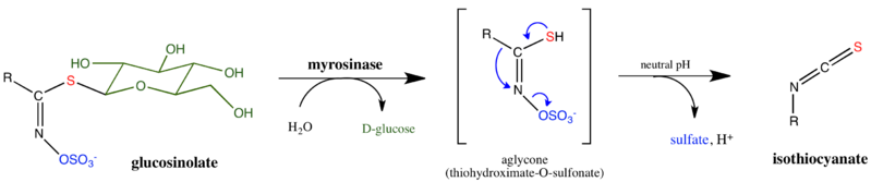 File:Myrosinase general mechanism.png