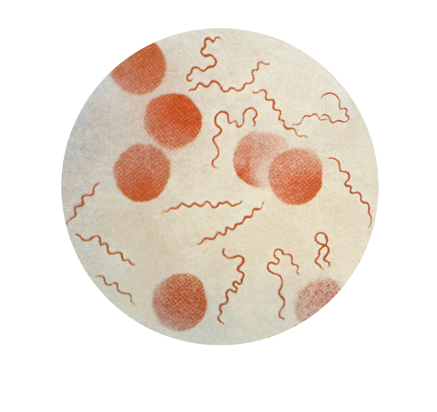 File:Borrelia recurrentis CDC.png