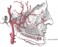 Pterygoid branches of maxillary artery
