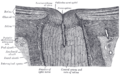 Gray's Anatomy illustration of short posterior ciliary arteries