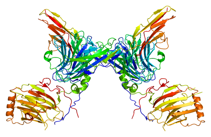 File:Protein AXL PDB 2c5d.png