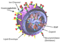 3D Model of Influenza Virus