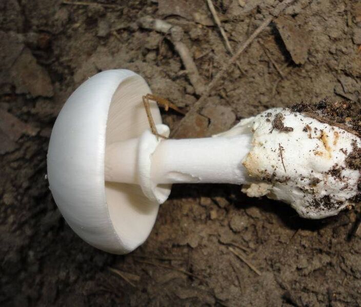 File:Amanita magnivelaris 95937.jpg