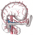 Superior pancreaticoduodenal artery