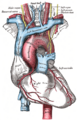 Superior vena cava