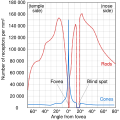 Distribution of photoreceptors in the human eye