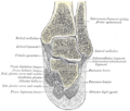 Tibialis posterior muscle