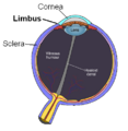 Corneal limbus