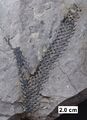 Lycophyte
