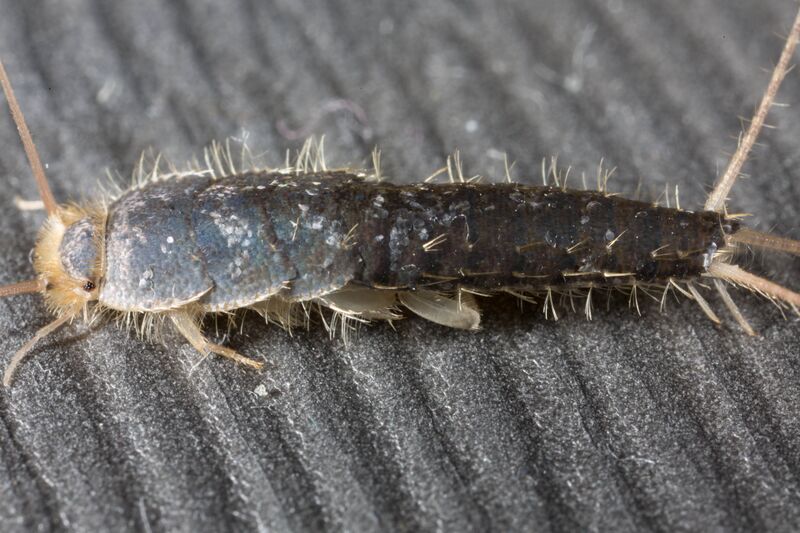 File:Silverfish scales.jpg