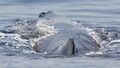 Sperm whale blowhole Vincze