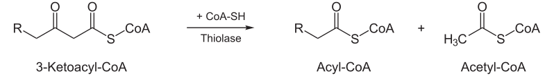 File:Beta-Oxidation4.svg