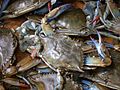 Decapod