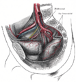 Diagram of the male reproductive system.