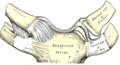 Articular disc of sternoclavicular joint