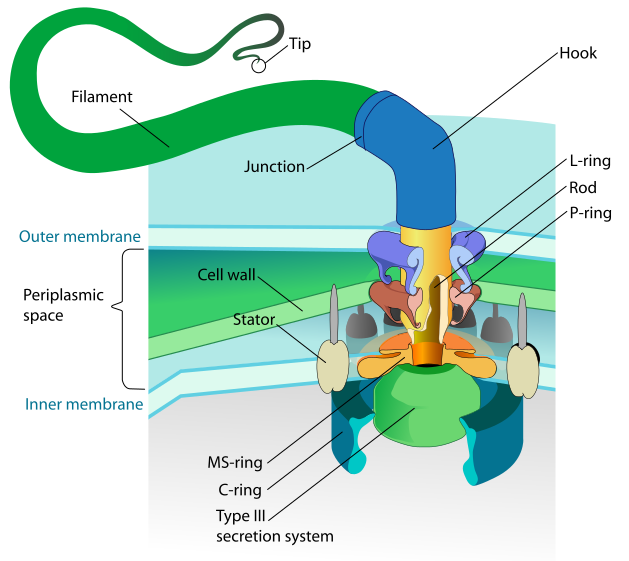 File:Flagellum base diagram-en.svg