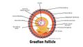 Follicular atresia