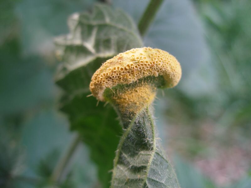 File:Puccinia urticata rust fungus.JPG