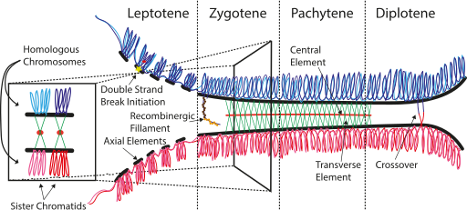 File:Synaptonemal Complex.svg