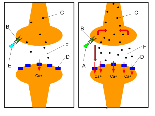 File:Cannabinoid Receptors With THC-2.svg