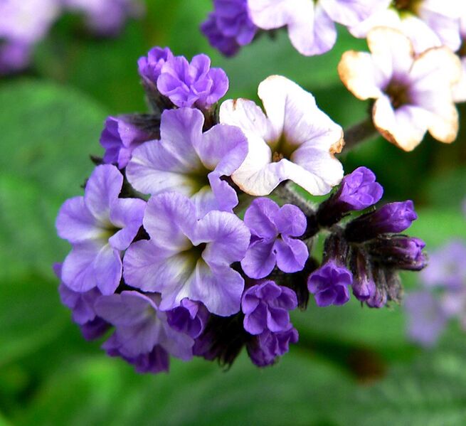 File:Heliotropium arborescens 5.jpg