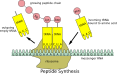 Peptide synthesis