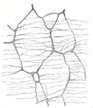 Enteric nervous system