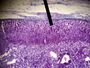 Thumbnail for version as of 13:39, 8 June 2026