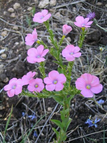 File:Linum pubescens.jpg