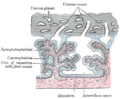 Cytotrophoblast