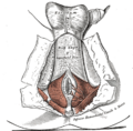 Inferior rectal veins - Image 2