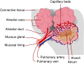 Pulmonary artery