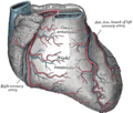 Anatomical illustration of the heart