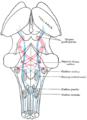 Lateral lemniscus
