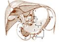 Splenic lymph node