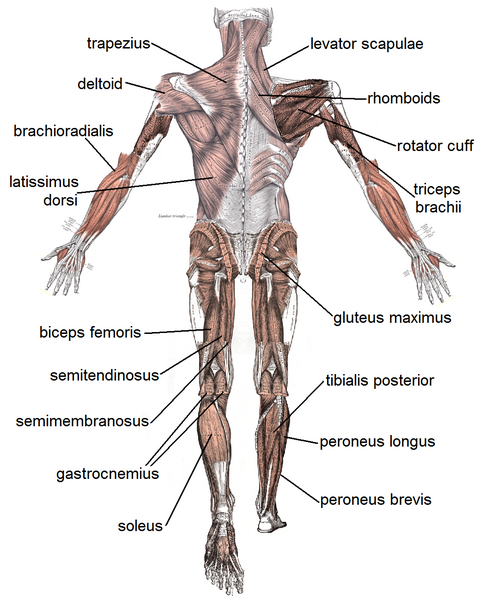 File:Muscle posterior labeled.png