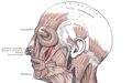 Thumbnail for version as of 22:27, 8 June 2026