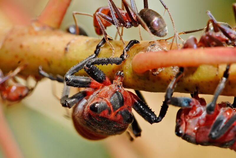 File:Common jassid nymph feeding.jpg