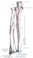 Extensor digitorum muscle