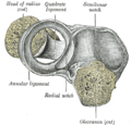 Proximal radioulnar articulation