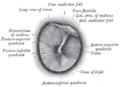 Anatomical illustration of the ear