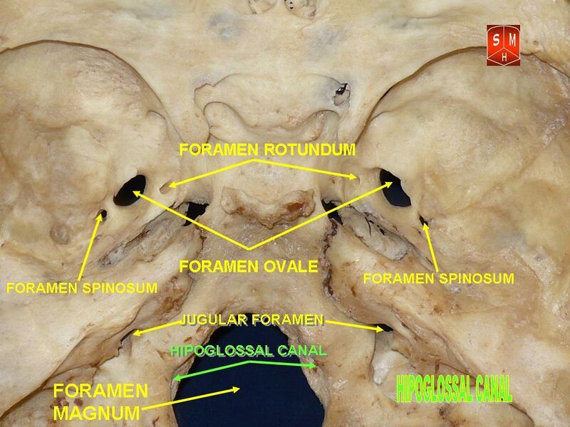File:Base of skull 19.jpg