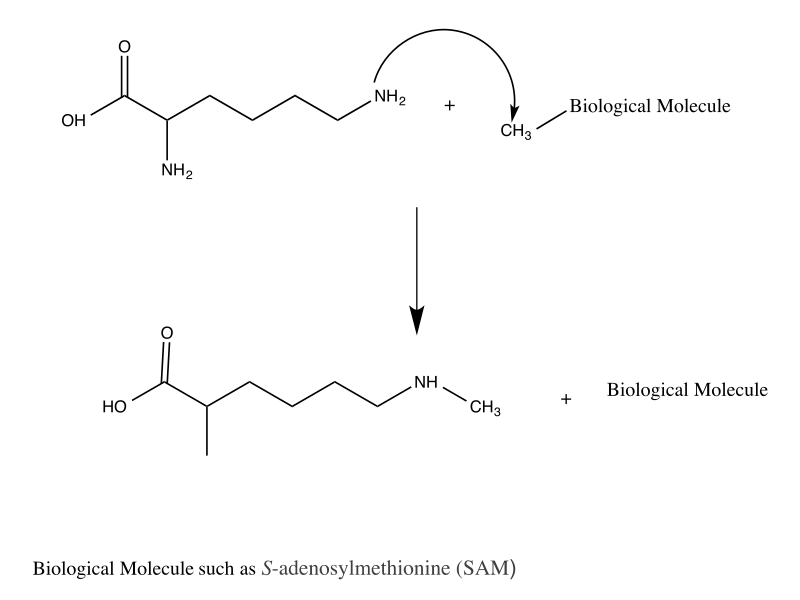 File:General Lysine Methylation Mechanism.svg