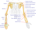 Lesser tubercle