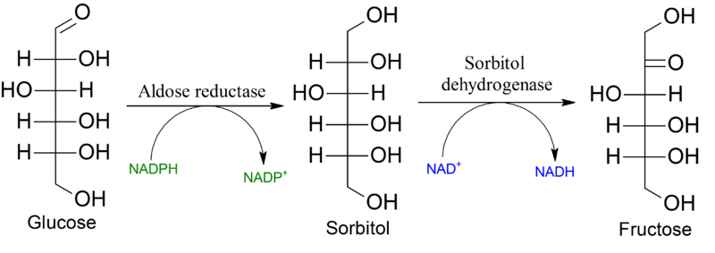 File:Polyol metabolic pathway.png