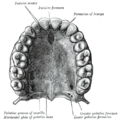 Premaxilla bone structure from Gray's Anatomy